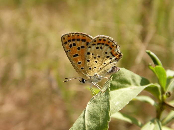 Parco del ticino 4-8-12